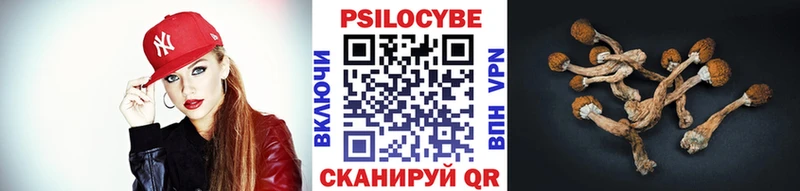 где купить   Тимашёвск  Псилоцибиновые грибы Psilocybine cubensis 
